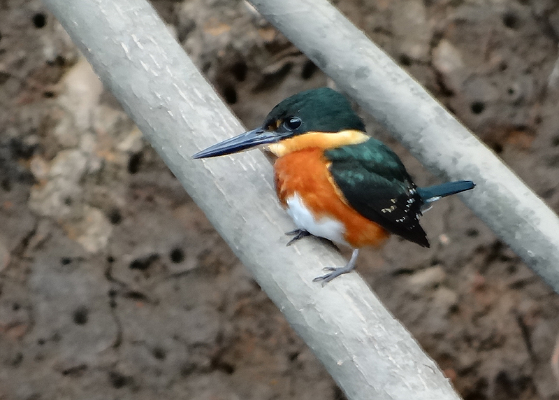 American Pygmy Kingfisher 