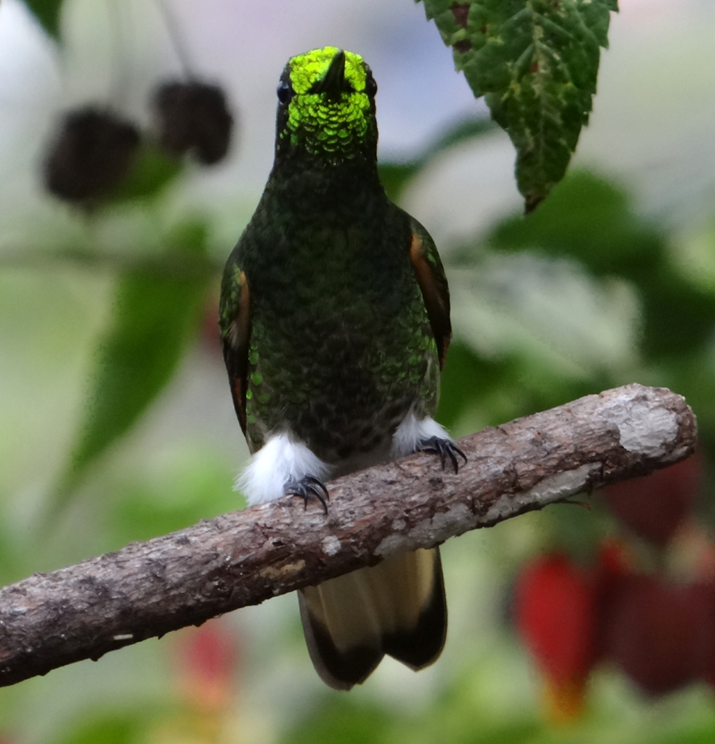 Buff-tailed Coronet