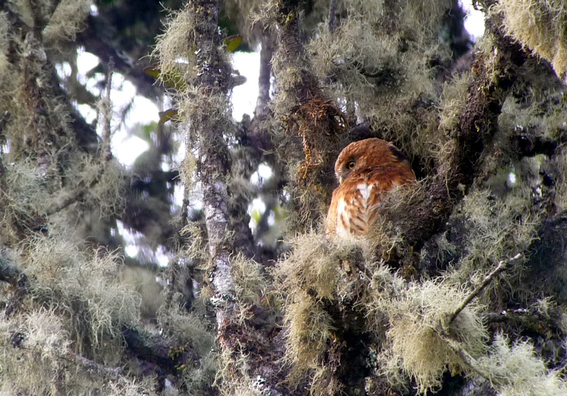 Andean Pygmy Owl 