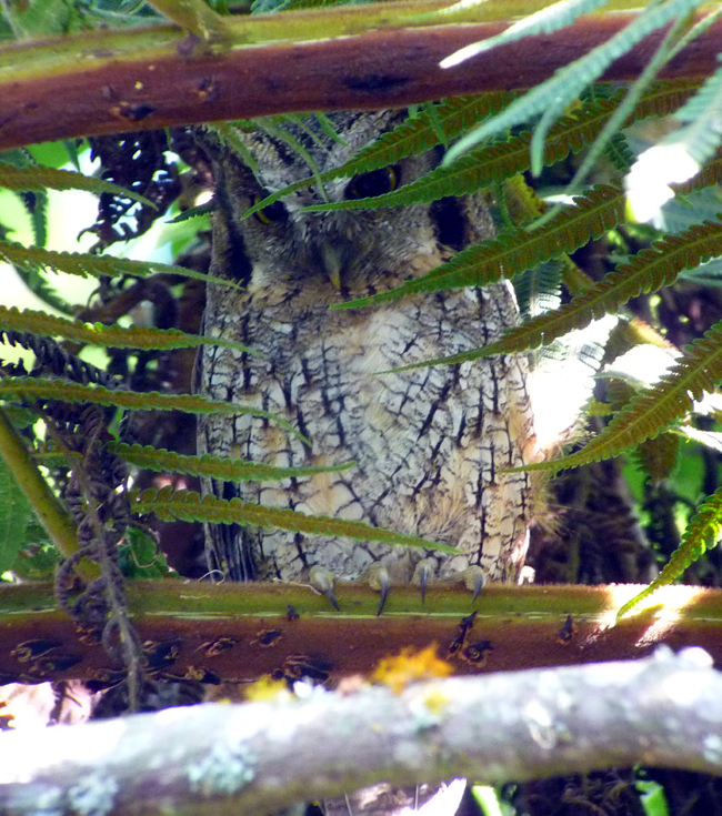 Tropical Screech Owl 