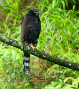 Black Hawk Eagle