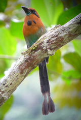 Broad-billed Motmot