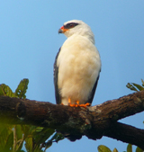 Black-faced Hawk