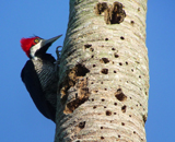 Crimson-crested Woodpecker