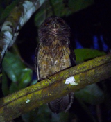 Northern Tawny-bellied Screech Owl