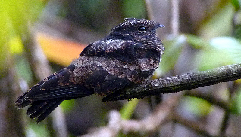 Blackish Nightjar 