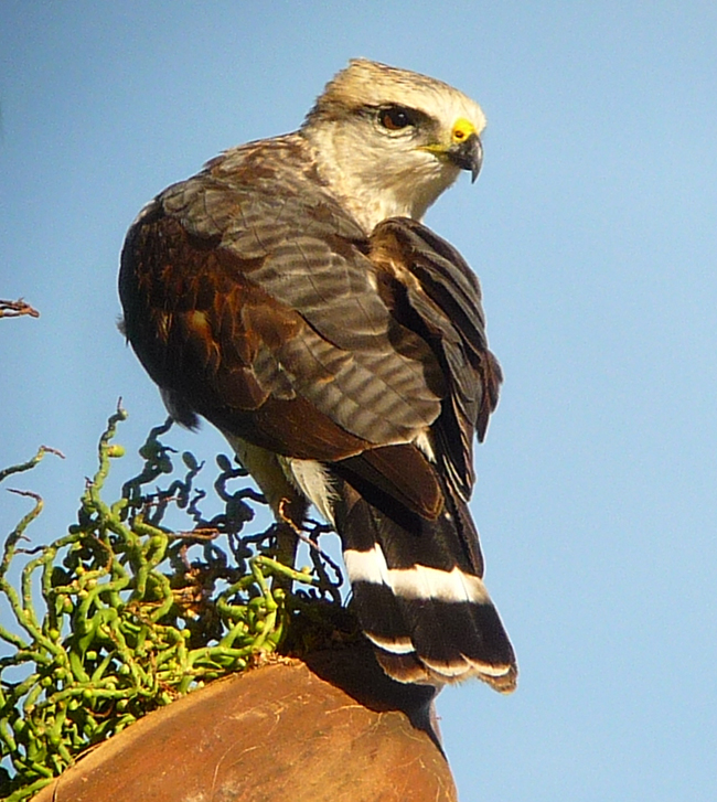 Gray-lined Hawk 