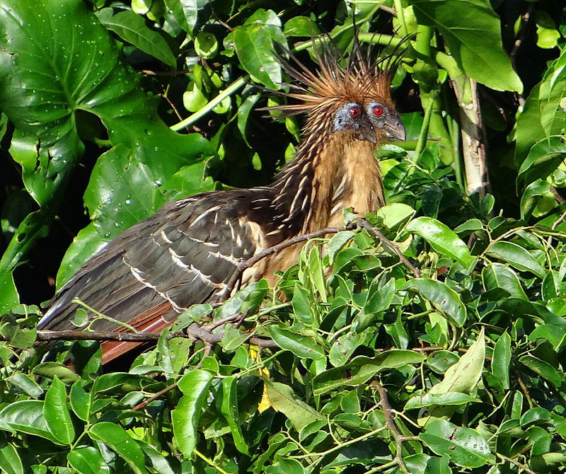 Hoatzin. Photo by Gina Nichol