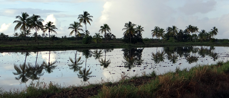 Rice paddies at Mahaica