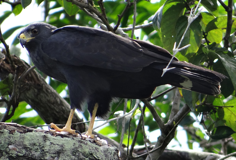 Zone-tailed Hawk 