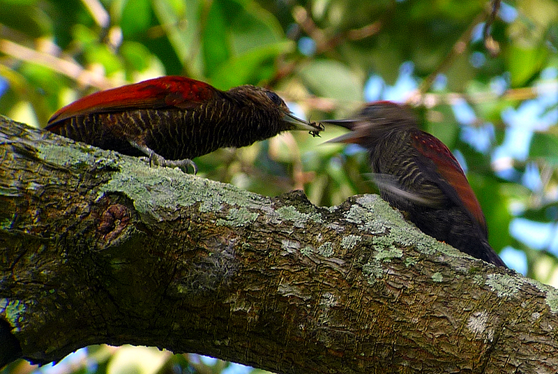 Blood-colored Woodpecker 