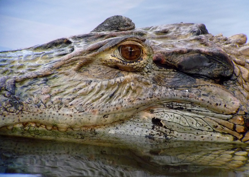 Black Caiman 