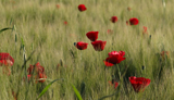 Lesvos Poppies