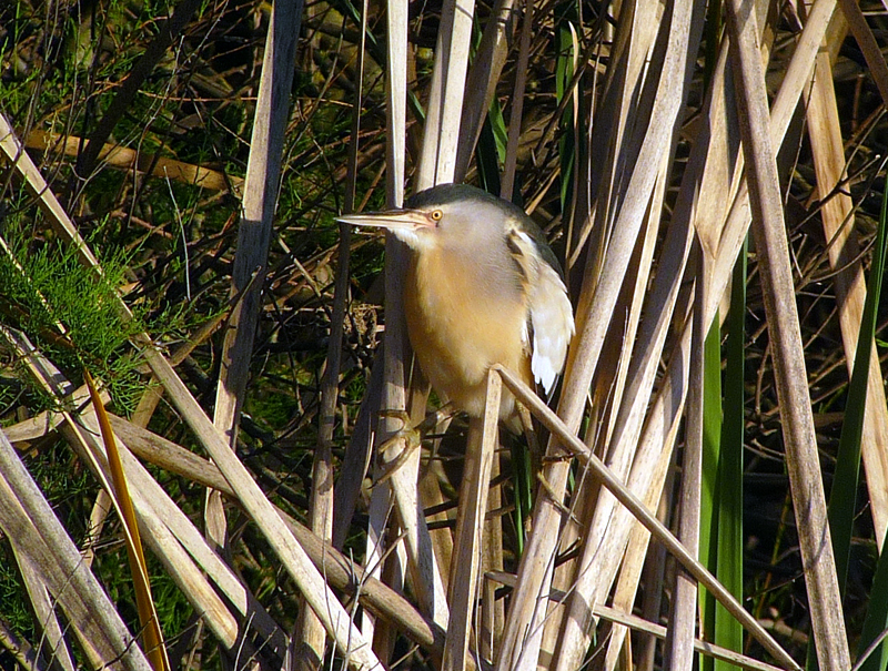 LITTLE BITTERN 