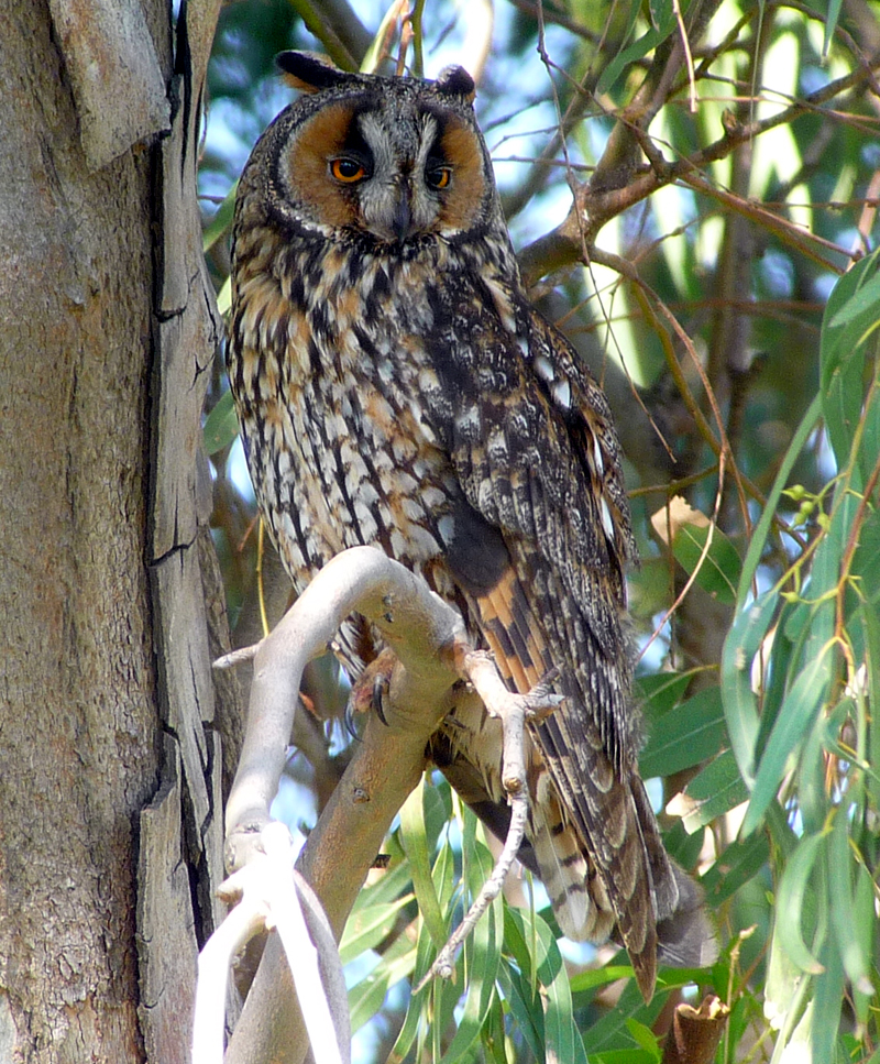 LONG-EARED OWL