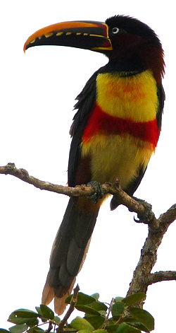 Chestnut-eared Aracari. Photo by Gina Nichol.