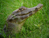 Pantanal Caiman