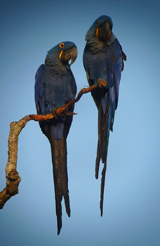 Hyacinth Macaws