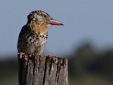 Spot-backed Puffbird