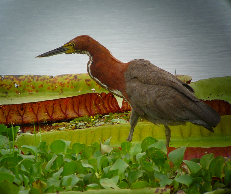 RUFESCENT TIGER HERON