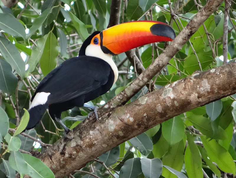 TOCO TOUCAN