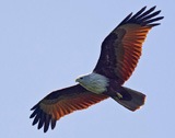 Brahminy Kite