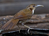 Large Scimitar Babbler