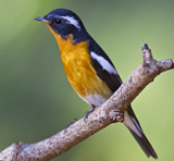 Mugimaki Flycatcher