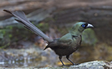 Racket-tailed Treepie