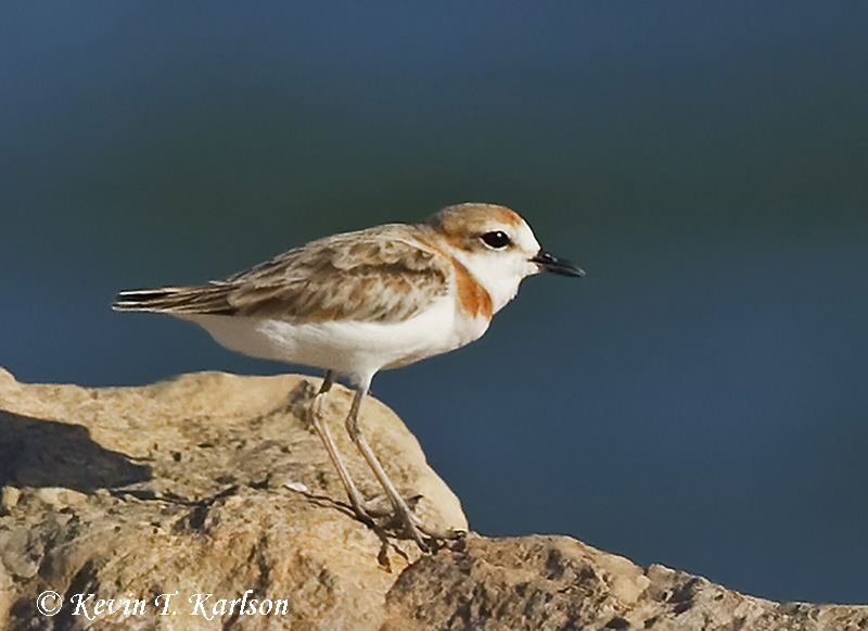 Malaysian Plover