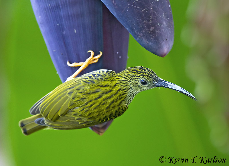 Streaked Spiderhunter