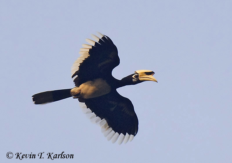 Oriental Pied Hornbill 