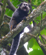 Wied's Marmoset