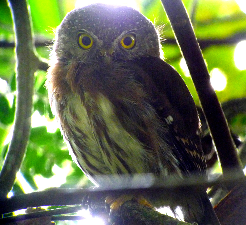 Least Pygmy Owl 