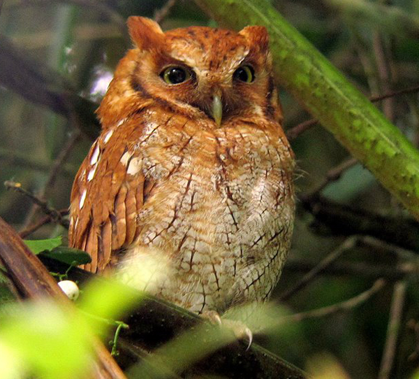 Tropical Screech-Owl