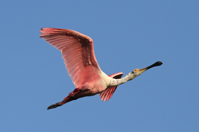 Roseate Spoonbill