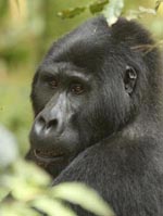 Mountain Gorilla, Uganda