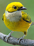 Silver-throated Tanager, Costa Rica.  Photo by Gina Nichol.