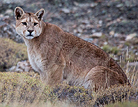 Puma, Chile by Claudio Vidal