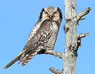 Northern Hawk-Owl