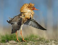 Ruff, Finland by Jari Peltomäki