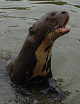 Giant Otter, Brazil. Photo by Gina Nichol.