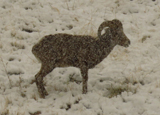 Bighorn Sheep 