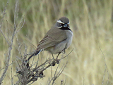 Black-throated Sparrow 