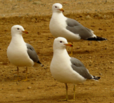 California Gull 