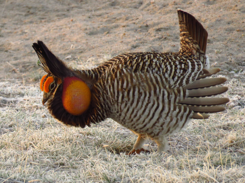 Greater Prairie Chicken