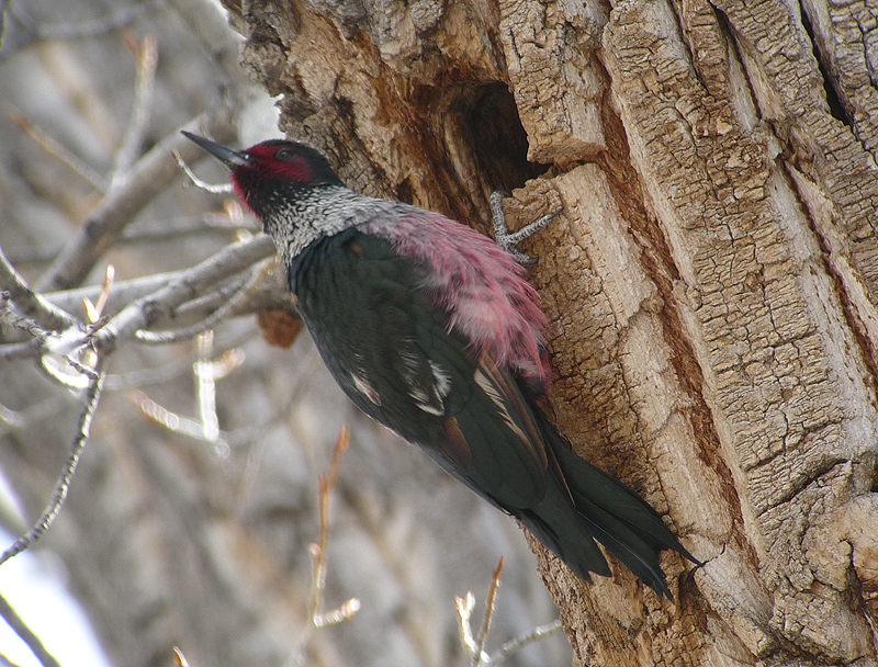 Lewis's Woodpecker