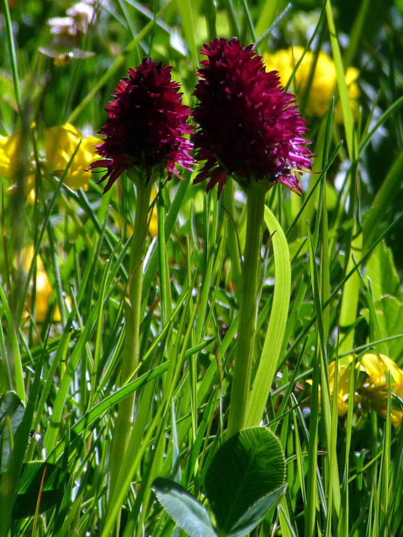 Black Vanilla Orchid 