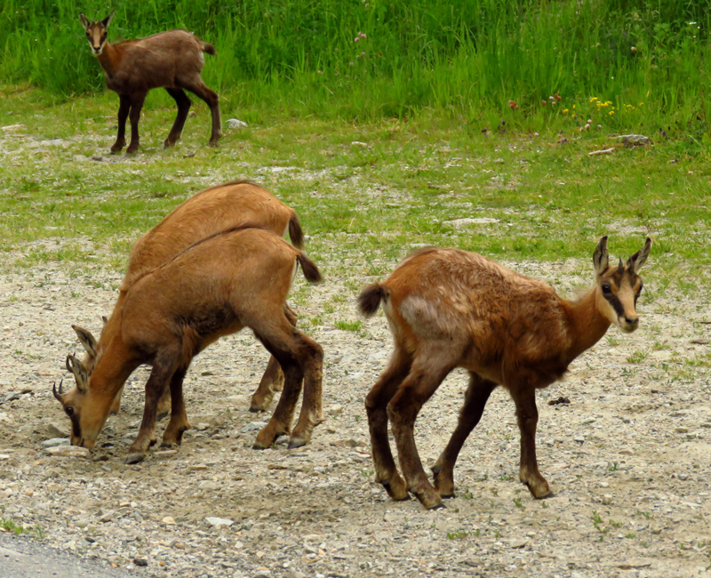 Cham Jam (Alpine Chamois)