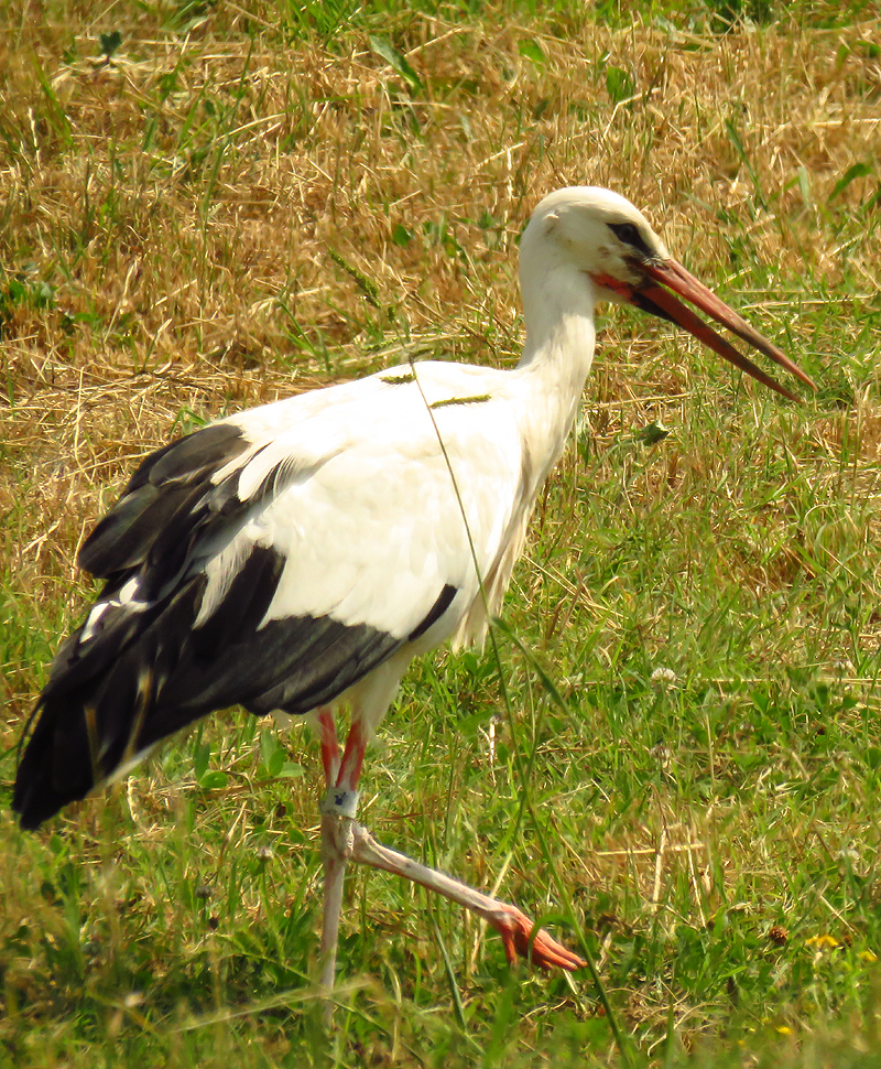 White Stork